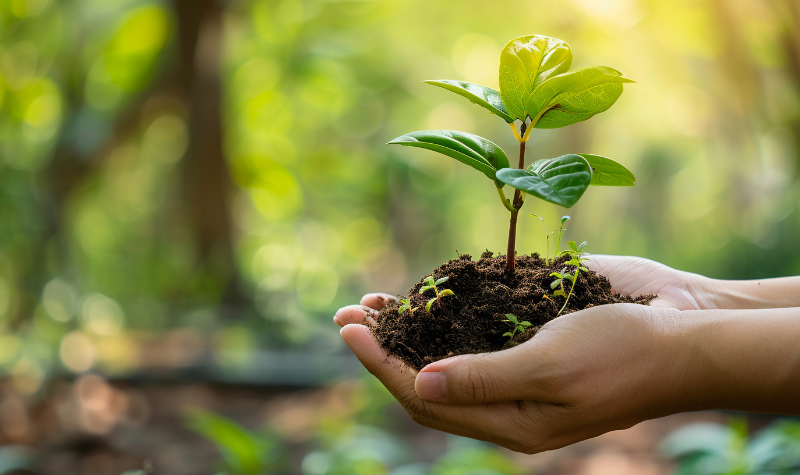 sustainability new growth